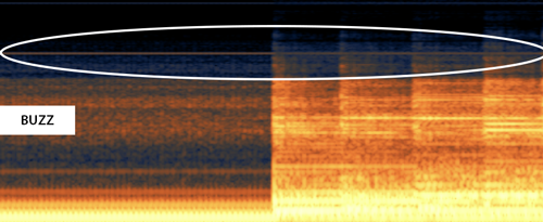 Buzz shown on a spectrogram